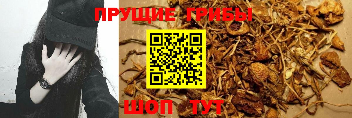 Галлюциногенные грибы Psilocybine cubensis Сорочинск
